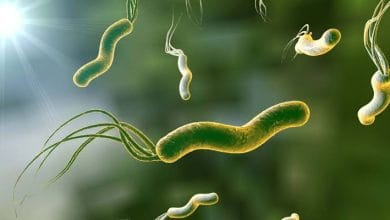 الدودة الحلزونية