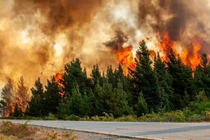 حرائق الغابات