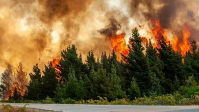 حرائق الغابات