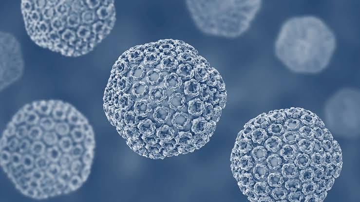 حمى الوادي المتصدع